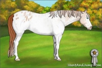 Horse Color:White Spotted Buckskin Pearl Sabino Blanket 