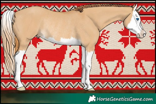 Horse Color:Red Dun Splash Rabicano 