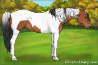Horse Color:Bay Tobiano 