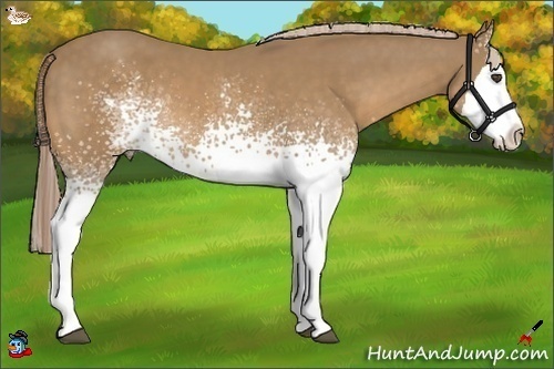 Horse Color:White Spotted Palomino Splash 