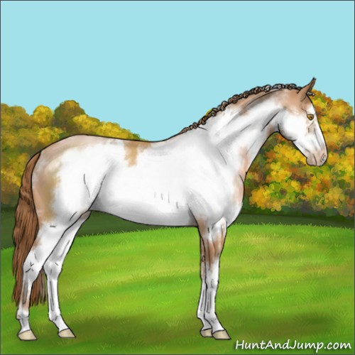 Horse Color:White Spotted Bay Pearl Sabino Frame 