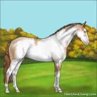 Horse Color:White Spotted Bay Pearl Sabino Frame 