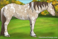 Horse Color:White Spotted Classic Cream Champagne Ice Rabicano