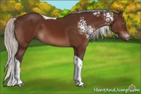 Horse Color:White Spotted Silver Brown Tobiano