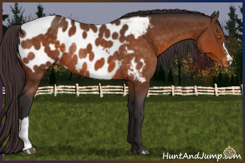Horse Color:Buckskin Appaloosa Rabicano