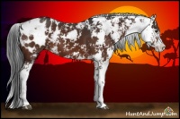 Horse Color:Brown Sabino Appaloosa 