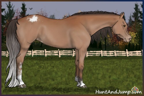 Horse Color:Bay Sabino Appaloosa