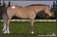 Horse Color:Bay Sabino Varnish 