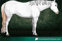 Horse Color:Bay Dun Appaloosa 
