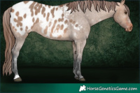 Horse Color:Bay Dun Appaloosa 