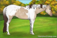 Horse Color:Bay Dun Tobiano Appaloosa