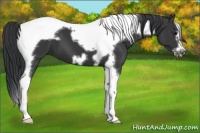 Horse Color:Black Tobiano Frame