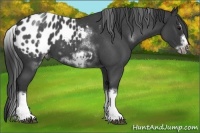 Horse Color:White Spotted Blue Roan Splash Frame Appaloosa 