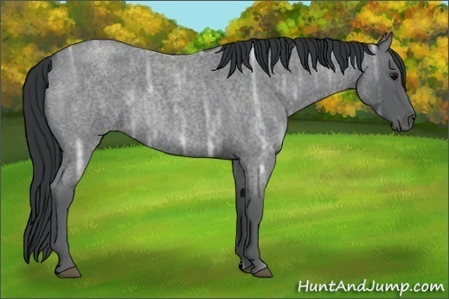 Horse Color:Blue Ice Roan Rabicano 