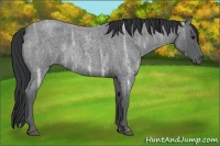 Horse Color:Blue Ice Roan Rabicano 