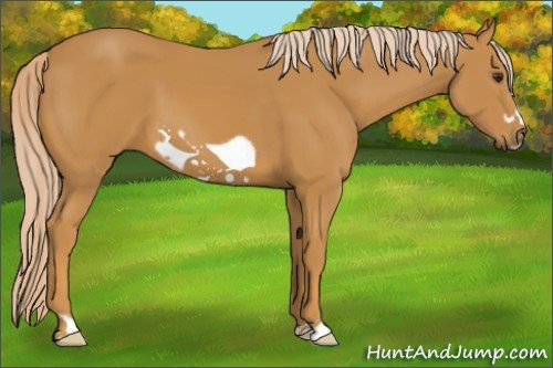 Horse Color:Palomino Frame 