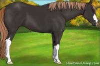 Horse Color:Liver Chestnut 
