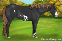 Horse Color:Liver Chestnut Frame 