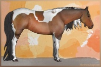 Horse Color:Brown Sabino Tobiano Rabicano