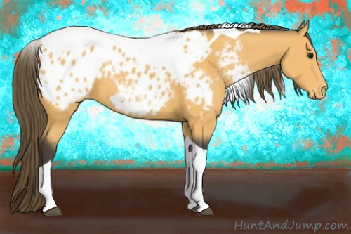 Horse Color:Buckskin Tobiano Appaloosa