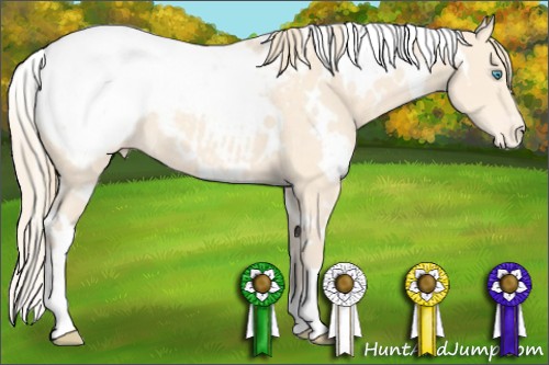 Horse Color:White Spotted Perlino Appaloosa 