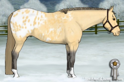 Horse Color:Buckskin Blanket
