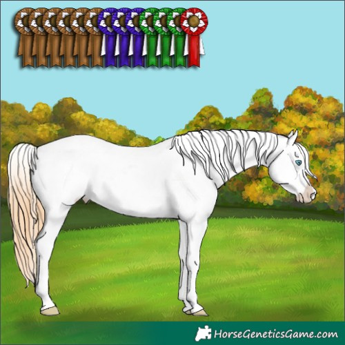 Horse Color:Buckskin Pearl Dun Sabino Appaloosa 