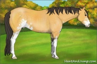 Horse Color:Buckskin Sabino 