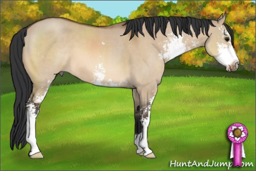 Horse Color:Bay Dun Sabino 