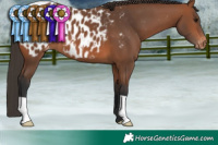 Horse Color:Bay Appaloosa