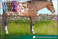 Horse Color:Bay Appaloosa 
