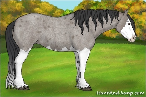Horse Color:Grullo Roan Splash