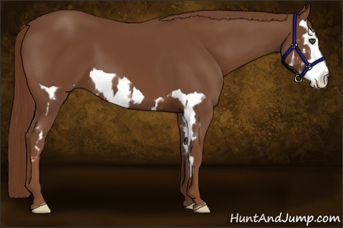 Horse Color:Chestnut Splash Frame