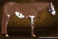 Horse Color:Chestnut Splash Frame