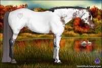 Horse Color:Brown Appaloosa 