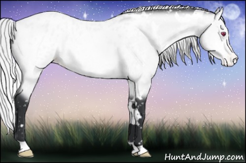 Horse Color:White Spotted Silver Bay Chinchilla Appaloosa