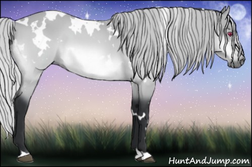 Horse Color:White Spotted Silver Bay Chinchilla 