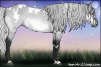 Horse Color:White Spotted Silver Bay Chinchilla 