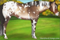 Horse Color:White Spotted Liver Red Onyx Roan Blanket