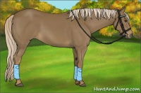 Horse Color:Chocolate Palomino 