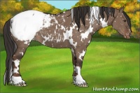 Horse Color:White Spotted Liver Red Dun Snowcap