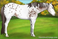 Horse Color:White Spotted Liver Chestnut Sabino Blanket