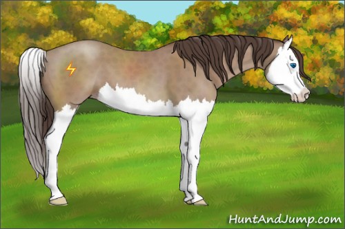 Horse Color:Classic Champagne Sabino Splash 