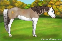 Horse Color:Classic Champagne Sabino Splash 