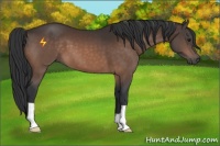 Horse Color:Brown 