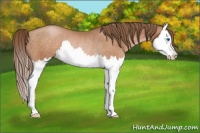 Horse Color:Brown Pearl Sabino Splash Rabicano 