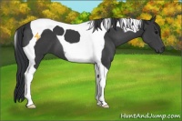 Horse Color:Black Tobiano 