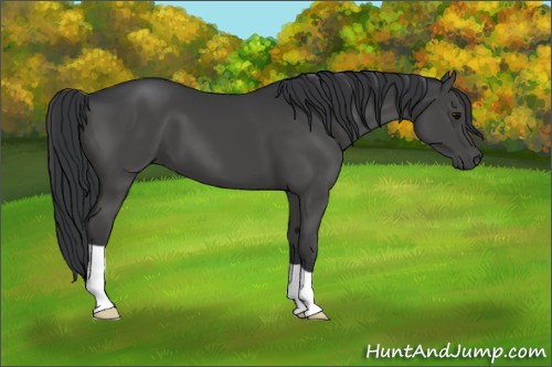 Horse Color:Black 