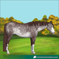 Horse Color:Platinum Chocolate Buckskin 