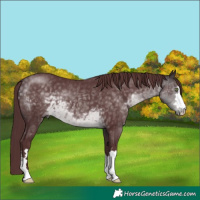 Horse Color:Platinum Chocolate Buckskin 